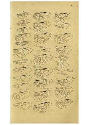 Immagine del venditore per Reproduccin/Reproduction 9784673765: Nomenclator Entomologicus. Regensburg,F. Pustet,1835-40. venduto da EL BOLETIN