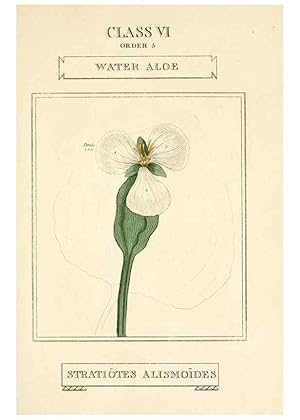 Imagen del vendedor de Reproduccin/Reproduction 9787719026: Elements of the science of botany,. London,Printed by T. Bensley for J. Murray.1812. a la venta por EL BOLETIN