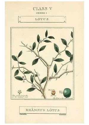 Imagen del vendedor de Reproduccin/Reproduction 9787675326: Elements of the science of botany,. London,Printed by T. Bensley for J. Murray.1812. a la venta por EL BOLETIN