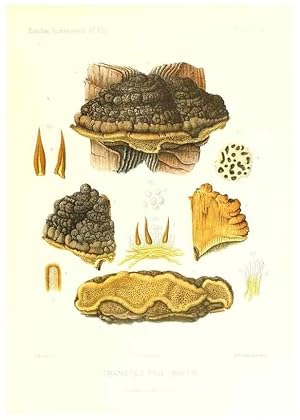 Imagen del vendedor de Reproduccin/Reproduction 9801336926: Icones mycologic, ou Iconographie des champignons de France principalement Discomycetes,. Paris :P. Klincksieck, L. Lhomme, successeur,1905-10. a la venta por EL BOLETIN