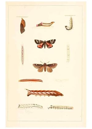 Immagine del venditore per Reproduccin/Reproduction 8388631587: Entomological correspondence of Thaddeus William Harris, M. D.;. Boston,Boston Society of Natural History,1869. venduto da EL BOLETIN