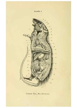 Seller image for Reproduccin/Reproduction 8391353127: Forms of animal life;. Oxford,Clarendon press,1870. for sale by EL BOLETIN