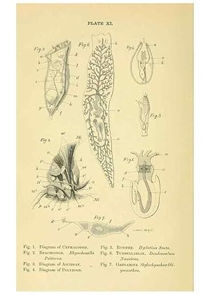 Seller image for Reproduccin/Reproduction 8391358303: Forms of animal life;. Oxford,Clarendon press,1870. for sale by EL BOLETIN