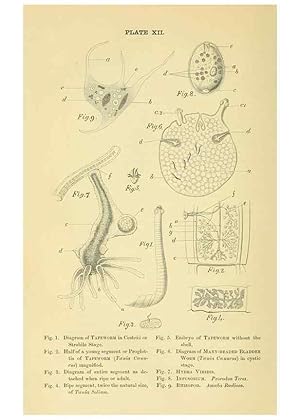 Seller image for Reproduccin/Reproduction 8392443528: Forms of animal life;. Oxford,Clarendon press,1870. for sale by EL BOLETIN