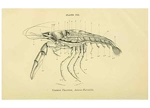 Seller image for Reproduccin/Reproduction 8392440918: Forms of animal life;. Oxford,Clarendon press,1870. for sale by EL BOLETIN