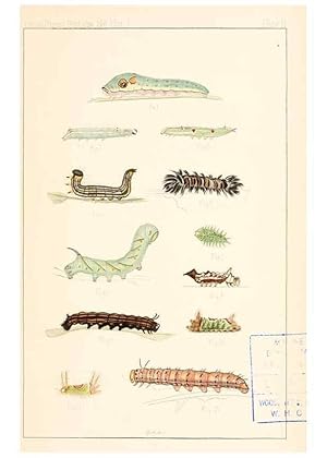 Immagine del venditore per Reproduccin/Reproduction 8388631913: Entomological correspondence of Thaddeus William Harris, M. D.;. Boston,Boston Society of Natural History,1869. venduto da EL BOLETIN