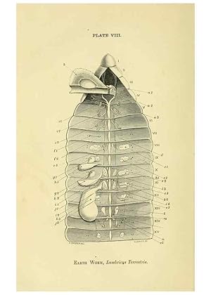 Seller image for Reproduccin/Reproduction 8391356519: Forms of animal life;. Oxford,Clarendon press,1870. for sale by EL BOLETIN