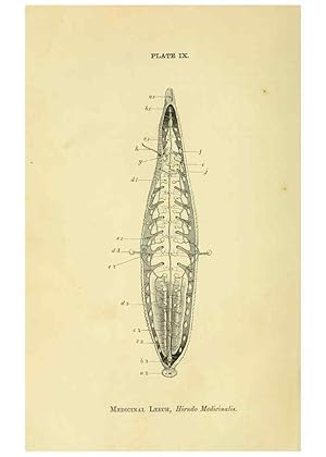 Seller image for Reproduccin/Reproduction 8391356895: Forms of animal life;. Oxford,Clarendon press,1870. for sale by EL BOLETIN