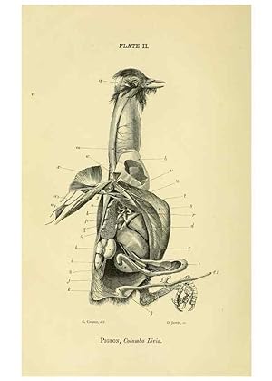 Seller image for Reproduccin/Reproduction 8392438370: Forms of animal life;. Oxford,Clarendon press,1870. for sale by EL BOLETIN