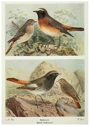 Seller image for Reproduccin/Reproduction 8264867460: The birds of the British Isles and their eggs. London ;F. Warne,1919. for sale by EL BOLETIN