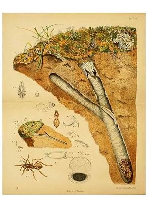 Image du vendeur pour Reproduccin/Reproduction 8361667592: Harvesting ants and trap-door spiders. London,L. Reeve & co.,1873. mis en vente par EL BOLETIN