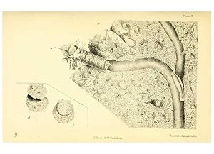 Image du vendeur pour Reproduccin/Reproduction 8361668276: Harvesting ants and trap-door spiders. London,L. Reeve & co.,1873. mis en vente par EL BOLETIN