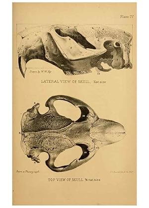 Seller image for Reproduccin/Reproduction 8358392224: The American beaver and his works. Philadelphia,J.B. Lippincott & Co.,1868. for sale by EL BOLETIN