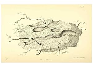 Image du vendeur pour Reproduccin/Reproduction 8360603211: Harvesting ants and trap-door spiders. London,L. Reeve & co.,1873. mis en vente par EL BOLETIN