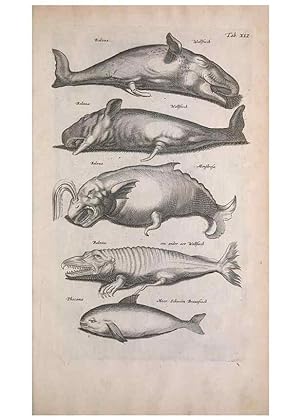 Seller image for Reproduccin/Reproduction 8265042200: Historiae naturalis de quadrupedibus libri :. Amstelodami :Apud Ioannem Iacobi Fil. Schipper,MDCLVII [1657] for sale by EL BOLETIN