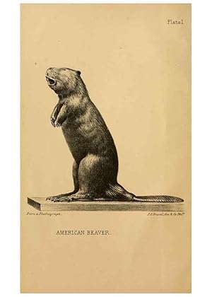Immagine del venditore per Reproduccin/Reproduction 8357327167: The American beaver and his works. Philadelphia,J.B. Lippincott & Co.,1868. venduto da EL BOLETIN