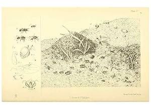 Image du vendeur pour Reproduccin/Reproduction 8360601477: Harvesting ants and trap-door spiders. London,L. Reeve & co.,1873. mis en vente par EL BOLETIN