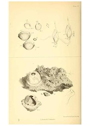 Bild des Verkufers fr Reproduccin/Reproduction 8361666304: Harvesting ants and trap-door spiders. London,L. Reeve & co.,1873. zum Verkauf von EL BOLETIN