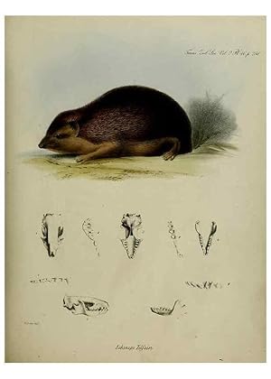 Imagen del vendedor de Reproduccin/Reproduction 8346582402: Transactions of the Zoological Society of London. [London] :Published for the Zoological Society of London by Academic Press a la venta por EL BOLETIN