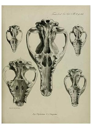 Imagen del vendedor de Reproduccin/Reproduction 8345543407: Transactions of the Zoological Society of London. [London] :Published for the Zoological Society of London by Academic Press a la venta por EL BOLETIN