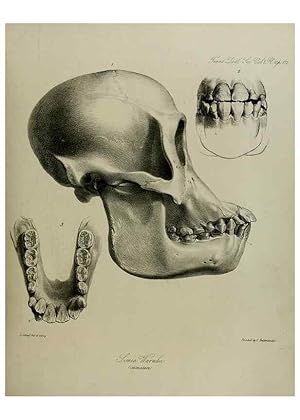 Imagen del vendedor de Reproduccin/Reproduction 8345516995: Transactions of the Zoological Society of London. [London] :Published for the Zoological Society of London by Academic Press a la venta por EL BOLETIN