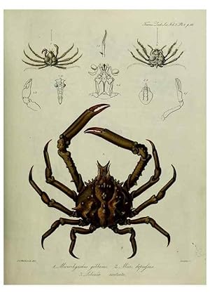 Imagen del vendedor de Reproduccin/Reproduction 8346553988: Transactions of the Zoological Society of London. [London] :Published for the Zoological Society of London by Academic Press a la venta por EL BOLETIN