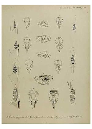 Imagen del vendedor de Reproduccin/Reproduction 8345514097: Transactions of the Zoological Society of London. [London] :Published for the Zoological Society of London by Academic Press a la venta por EL BOLETIN