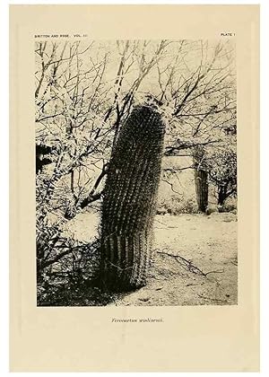 Bild des Verkufers fr Reproduccin/Reproduction 8567979809: The Cactaceae :. Washington :Carnegie Institution of Washington,1919-1923. zum Verkauf von EL BOLETIN