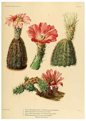 Bild des Verkufers fr Reproduccin/Reproduction 8569078748: The Cactaceae :. Washington :Carnegie Institution of Washington,1919-1923. zum Verkauf von EL BOLETIN