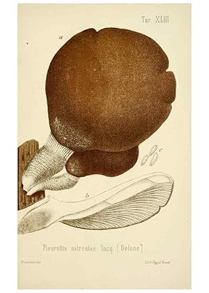 Image du vendeur pour Reproduccin/Reproduction 8573783609: I funghi mangerecci e velenosi dellEuropa media,. Trento,G. Zippel,1906. mis en vente par EL BOLETIN