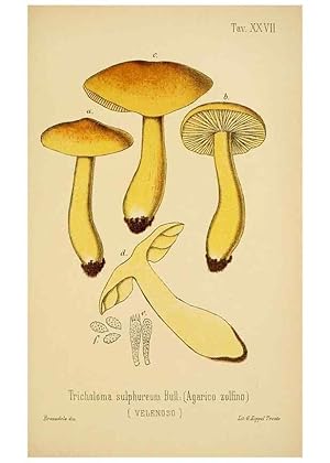 Imagen del vendedor de Reproduccin/Reproduction 8573778231: I funghi mangerecci e velenosi dellEuropa media,. Trento,G. Zippel,1906. a la venta por EL BOLETIN