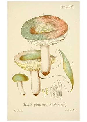 Image du vendeur pour Reproduccin/Reproduction 8573795089: I funghi mangerecci e velenosi dellEuropa media,. Trento,G. Zippel,1906. mis en vente par EL BOLETIN