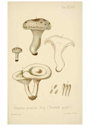 Imagen del vendedor de Reproduccin/Reproduction 8574878580: I funghi mangerecci e velenosi dellEuropa media,. Trento,G. Zippel,1906. a la venta por EL BOLETIN