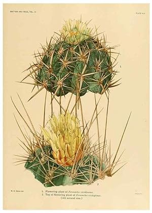 Bild des Verkufers fr Reproduccin/Reproduction 8567988223: The Cactaceae :. Washington :Carnegie Institution of Washington,1919-1923. zum Verkauf von EL BOLETIN