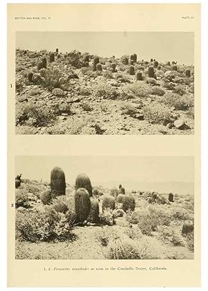 Imagen del vendedor de Reproduccin/Reproduction 8567989261: The Cactaceae :. Washington :Carnegie Institution of Washington,1919-1923. a la venta por EL BOLETIN