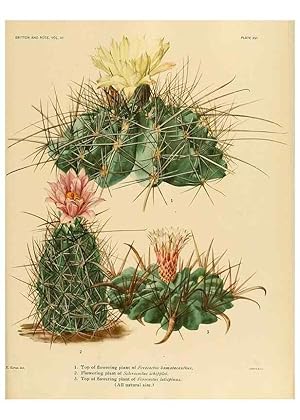 Imagen del vendedor de Reproduccin/Reproduction 8567989709: The Cactaceae :. Washington :Carnegie Institution of Washington,1919-1923. a la venta por EL BOLETIN