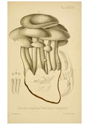 Image du vendeur pour Reproduccin/Reproduction 8574874664: I funghi mangerecci e velenosi dellEuropa media,. Trento,G. Zippel,1906. mis en vente par EL BOLETIN