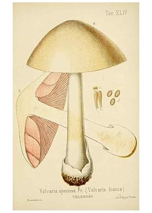 Image du vendeur pour Reproduccin/Reproduction 8573783943: I funghi mangerecci e velenosi dellEuropa media,. Trento,G. Zippel,1906. mis en vente par EL BOLETIN