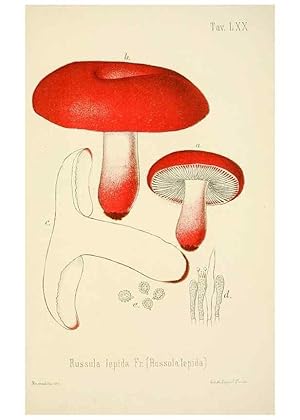 Image du vendeur pour Reproduccin/Reproduction 8573792793: I funghi mangerecci e velenosi dellEuropa media,. Trento,G. Zippel,1906. mis en vente par EL BOLETIN