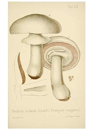 Imagen del vendedor de Reproduccin/Reproduction 8573786351: I funghi mangerecci e velenosi dellEuropa media,. Trento,G. Zippel,1906. a la venta por EL BOLETIN