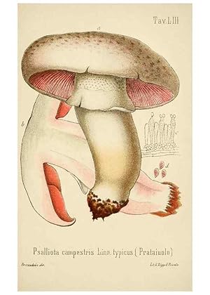 Imagen del vendedor de Reproduccin/Reproduction 8574880618: I funghi mangerecci e velenosi dellEuropa media,. Trento,G. Zippel,1906. a la venta por EL BOLETIN