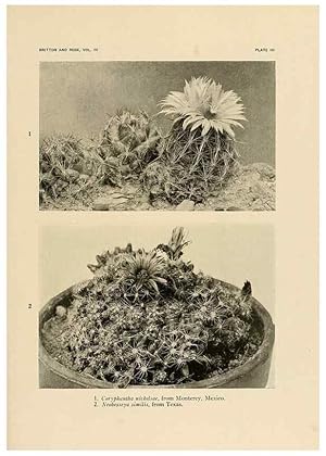 Bild des Verkufers fr Reproduccin/Reproduction 8570903623: The Cactaceae :. Washington :Carnegie Institution of Washington,1919-1923. zum Verkauf von EL BOLETIN
