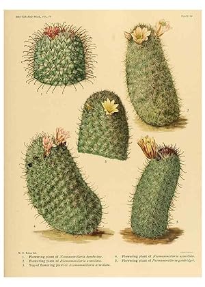 Seller image for Reproduccin/Reproduction 8572005458: The Cactaceae :. Washington :Carnegie Institution of Washington,1919-1923. for sale by EL BOLETIN