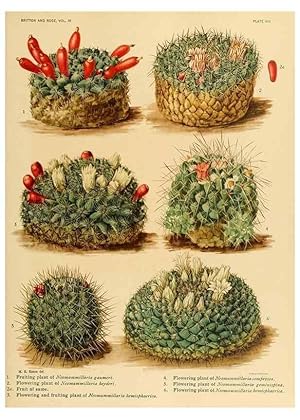 Seller image for Reproduccin/Reproduction 8570906547: The Cactaceae :. Washington :Carnegie Institution of Washington,1919-1923. for sale by EL BOLETIN