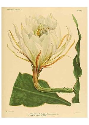 Bild des Verkufers fr Reproduccin/Reproduction 8572006186: The Cactaceae :. Washington :Carnegie Institution of Washington,1919-1923. zum Verkauf von EL BOLETIN