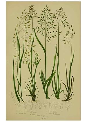 Image du vendeur pour Reproduccin/Reproduction 8518435627: The flowering plants, grasses, sedges, & ferns of Great Britain. London,F. Warne,1905. mis en vente par EL BOLETIN