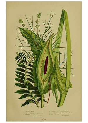 Immagine del venditore per Reproduccin/Reproduction 8518417541: The flowering plants, grasses, sedges, & ferns of Great Britain. London,F. Warne,1905. venduto da EL BOLETIN