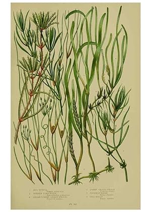 Seller image for Reproduccin/Reproduction 8519534052: The flowering plants, grasses, sedges, & ferns of Great Britain. London,F. Warne,1905. for sale by EL BOLETIN