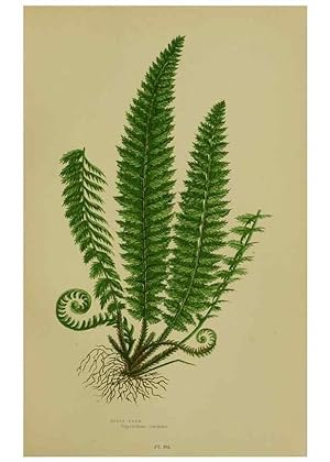 Seller image for Reproduccin/Reproduction 8518454253: The flowering plants, grasses, sedges, & ferns of Great Britain. London,F. Warne,1905. for sale by EL BOLETIN