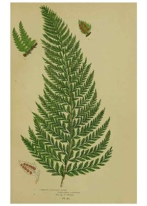 Image du vendeur pour Reproduccin/Reproduction 8518454907: The flowering plants, grasses, sedges, & ferns of Great Britain. London,F. Warne,1905. mis en vente par EL BOLETIN